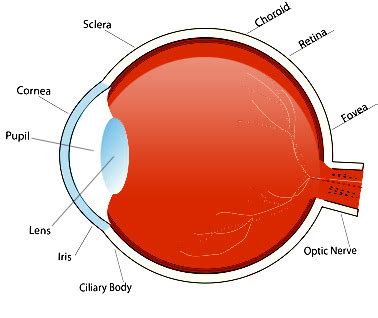 Parts of the Eye & Their Function | Robertson Optical and Optometry