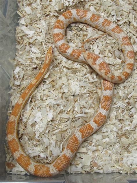 Corn Snake, Amelanistic Male - Twin Cities Reptiles