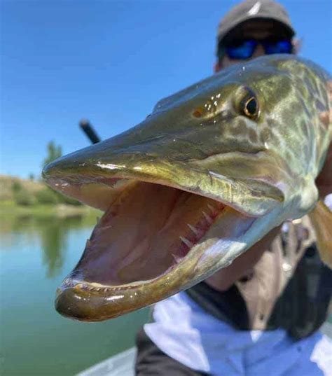 Muskie Teeth (Lots of Toothy Facts and Pictures) | Strike and Catch