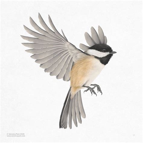 Black Capped Chickadee, an art print by Veronica Park | Chickadee ...