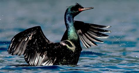 Pelagic Cormorant Range Map, All About Birds, Cornell Lab of Ornithology