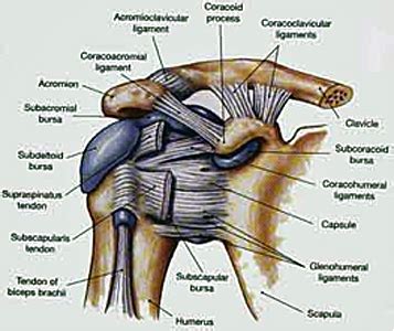 Shoulder Bursitis - Physiopedia