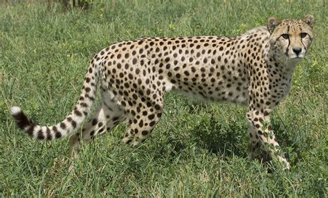 Cheetah | Smithsonian's National Zoo and Conservation Biology Institute