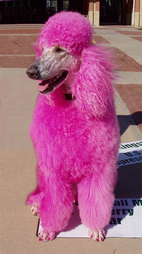 Pink Poodle Wallpaper - WallpaperSafari