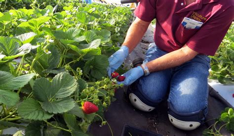 Strawberry varieties and purchasing plants | UMN Extension