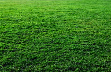 thick free grass texture or green lawn background photo image | www ...