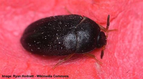 Types of Black Bugs (With Pictures) - Identification Guide