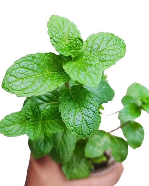 Buy Mint Plant, Pudina Plant online in Delhi NCR from Onlineplantscart ...