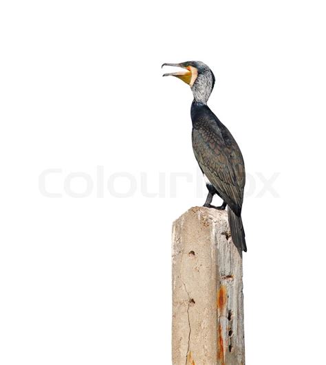 Great Cormorant | Stock image | Colourbox