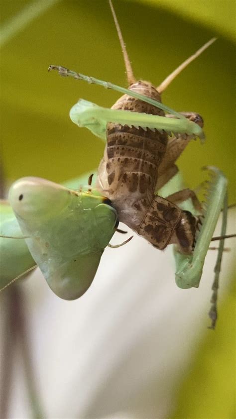 Giant asian mantis eating a cricket! : r/Entomology