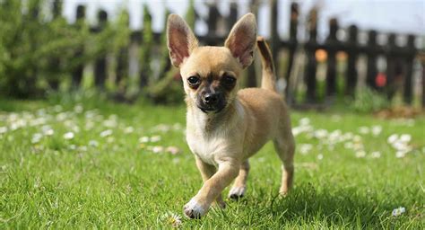 Chihuahua Dog Information: A Guide To The World's Smallest Dog