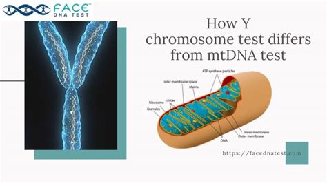 How Y-Chromosome DNA Testing Differs from mtDNA Test?