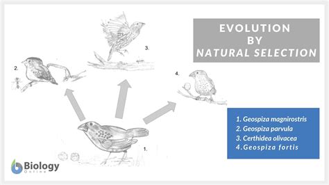 Natural selection - Biology Online Dictionary