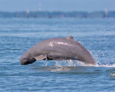 Irrawaddy Dolphin - Facts, Diet, Habitat & Pictures on Animalia.bio