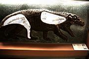 Category:Unnamed Archosauria fossils - Wikimedia Commons