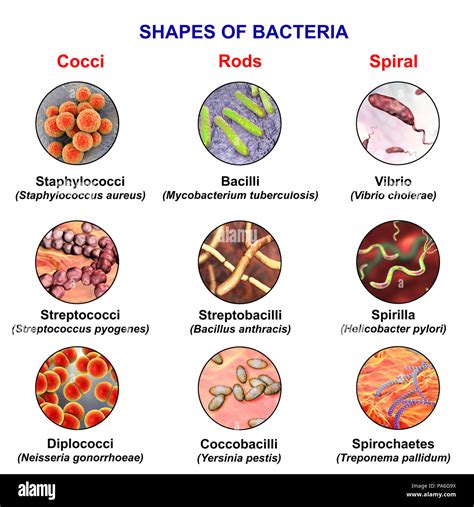 Bacteria Kaiserscience Bacteria Shapes Bacteria Types Common Bacteria ...