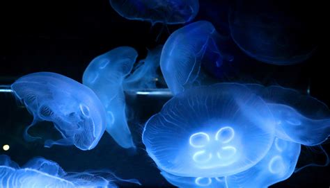 Moon jellyfish aquarium – PetJellyfishUS