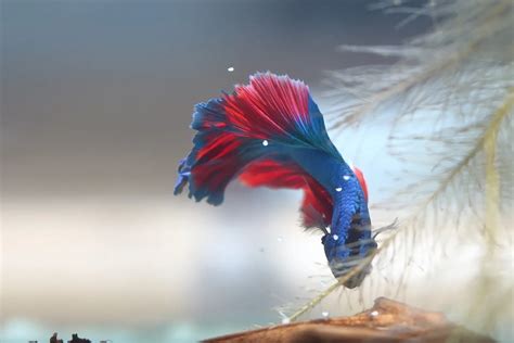 Betta Fish Eggs 101: Care, Hatching Time, Appearance & More – Pet Fish ...