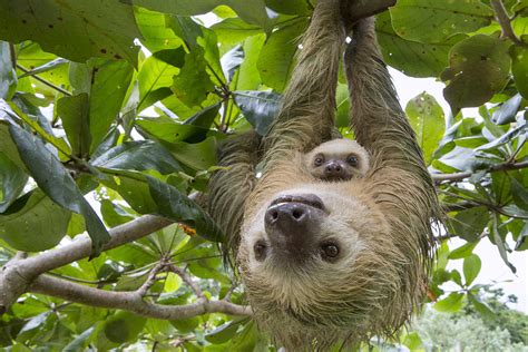 Baby Two Toed Sloth