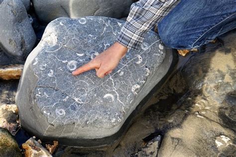 First Time Fossil Hunting on the Jurassic Coast - Two Traveling Texans