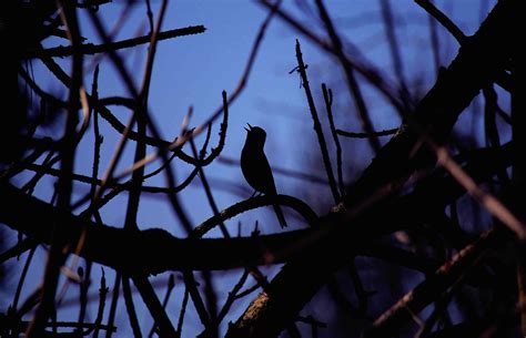 9 Eerily Beautiful Songs of Night Birds