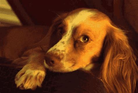 Dog Puppy Eyes GIF - Dog Puppy Eyes Animal - Discover & Share GIFs