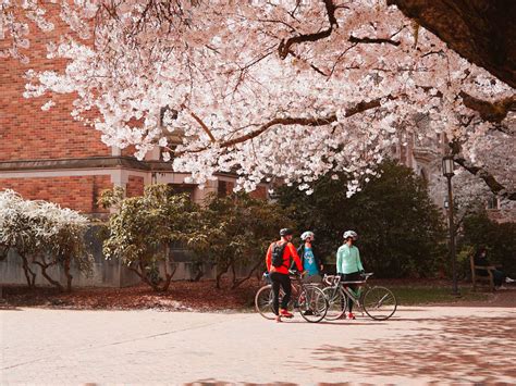 Hanami: Japanese Flower Viewing – Shotengai