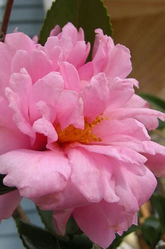 Buy The Best Cold Hardy Camellia Plants That Will Grow In USDA Zone 6 ...