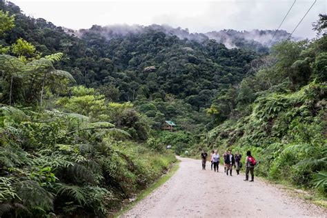 Ecuador Amazon Rainforest Guide for an Unforgettable Jungle Adventure