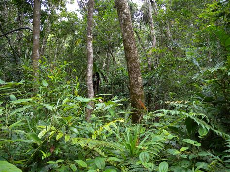 File:Rainforest remnant on Ile Sainte Marie, Madagascar (4026758529 ...