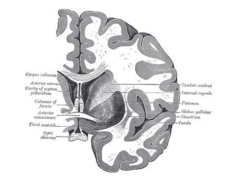 Anterior Commissure