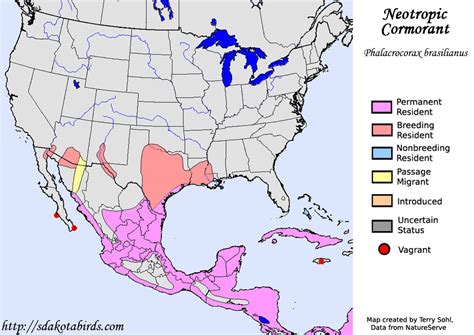 Neotropic Cormorant - Species Range Map