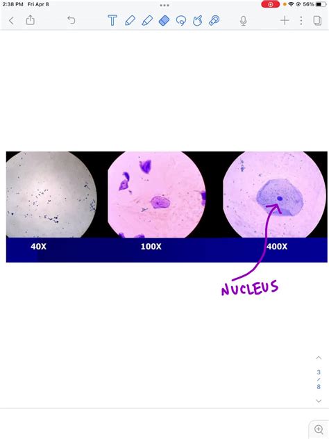 SOLVED: Virtual Microscope Lab - Cheek Cells