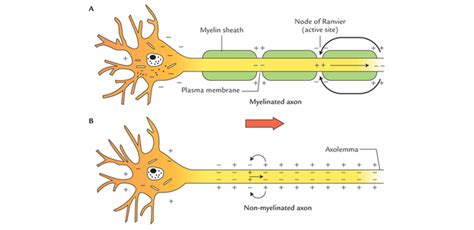 12 Difference Between Myelinated And Unmyelinated Neurons (Nerve Fiber ...