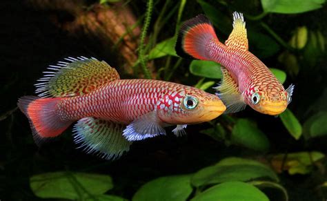 11 types of freshwater fish for tropical aquarium most popular - Hayzed ...