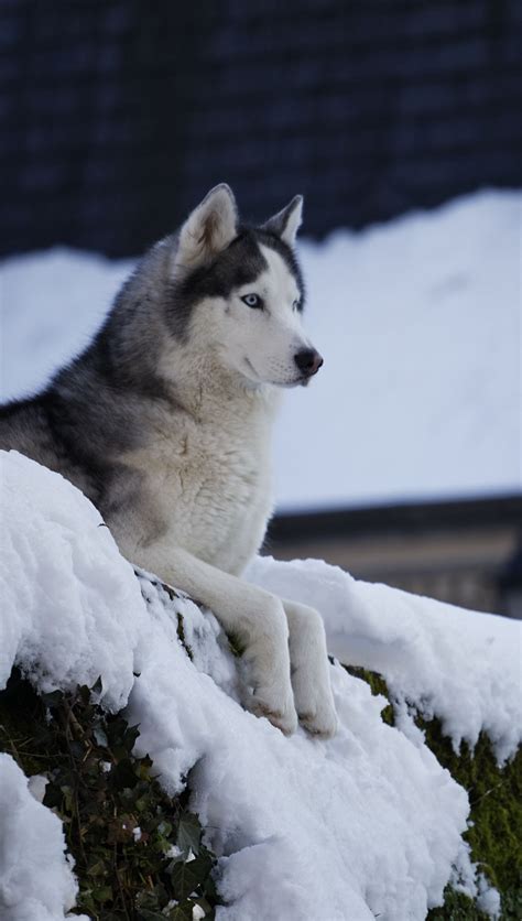 Siberian Husky Snow Wallpaper