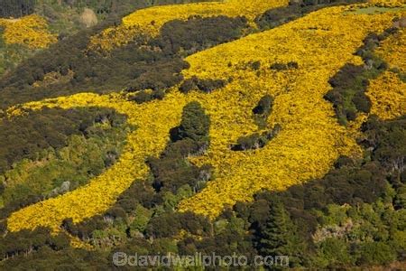 Gorse on farmland near Port Chalmers, Dunedin, Otago, South Island, New ...