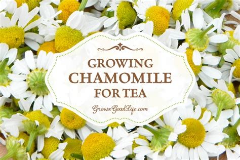 Growing Chamomile for Tea