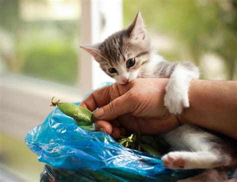 Cute baby cat playing and biting hand 6877028 Stock Photo at Vecteezy