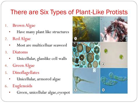 PPT - Protists and Fungi PowerPoint Presentation, free download - ID ...