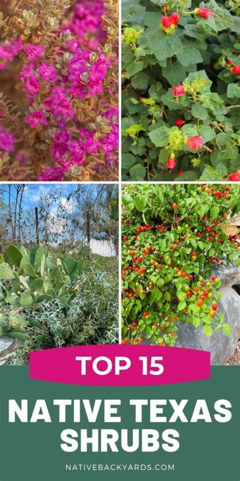 Top 15 Texas Shrubs for Your Yard - Native Backyards