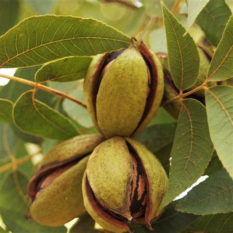 Buy Hardy Pecan Tree Plants & Trees Online | Pixies Gardens