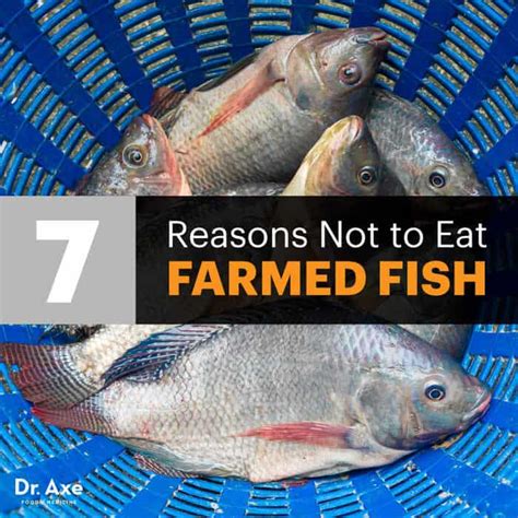 The Dangers of Farmed Fish - Dr. Axe