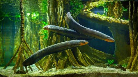 Freshwater Aquarium Eels Species - Types & Guide » Petsoid