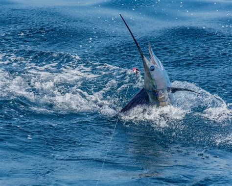 Are Swordfish Dangerous? - American Oceans