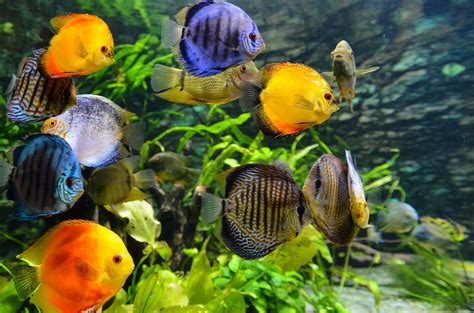 Green Fish Tanks: Eco-Friendly Aquarium Cleaning Hacks