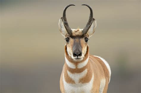 Wild Profile: Meet the pronghorn antelope - Cottage Life