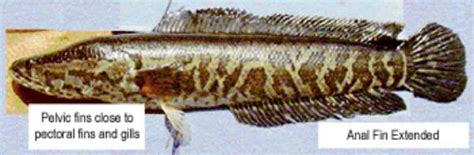 National Invasive Species Awareness Week: Northern snakehead fish - MSU ...