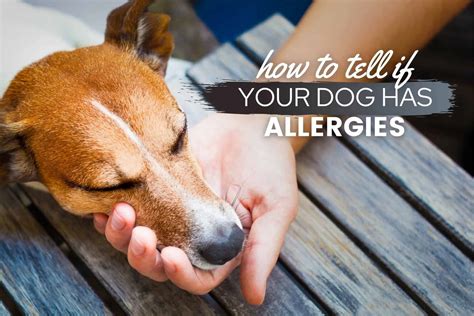 How To Tell If A Dog Has Allergies Food Skin Seasonal More Canine