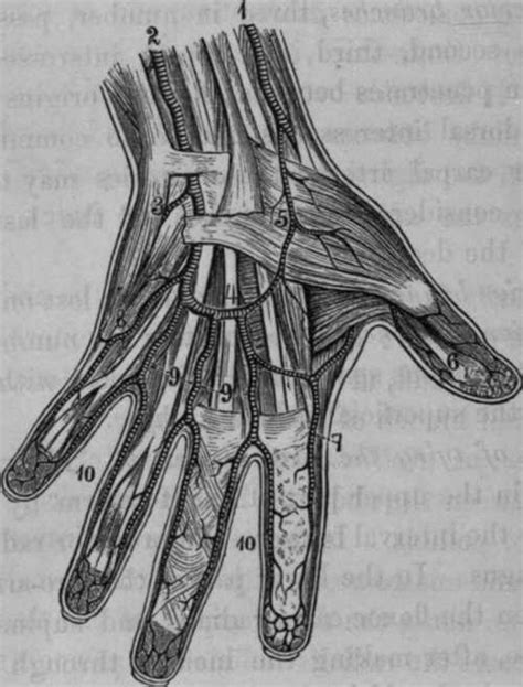 Palmar Hand Anatomy